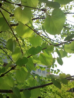 20100418135721.jpg