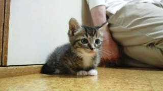 2010061318030000_ed.jpg